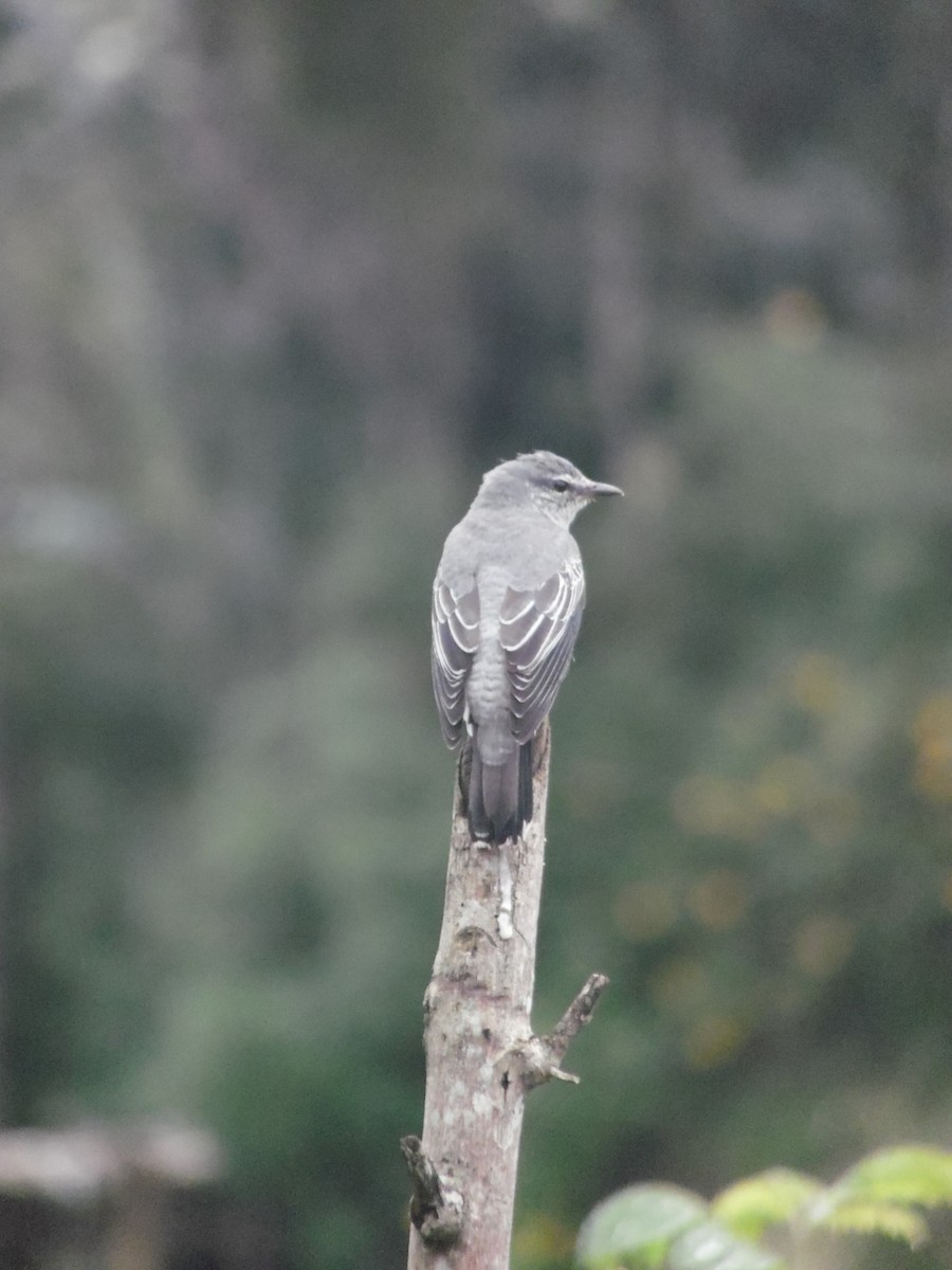 Black-headed Cuckooshrike - ML647178948