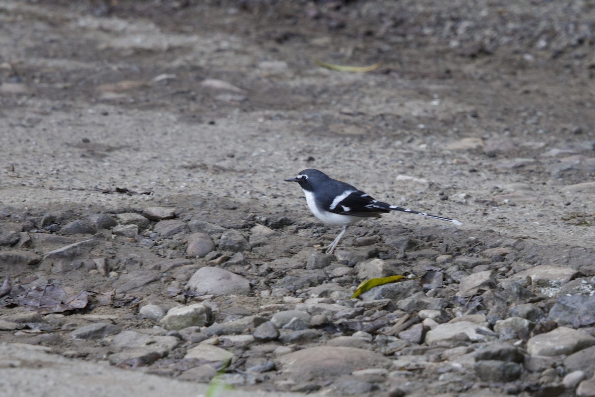 Slaty-backed Forktail - ML647178958