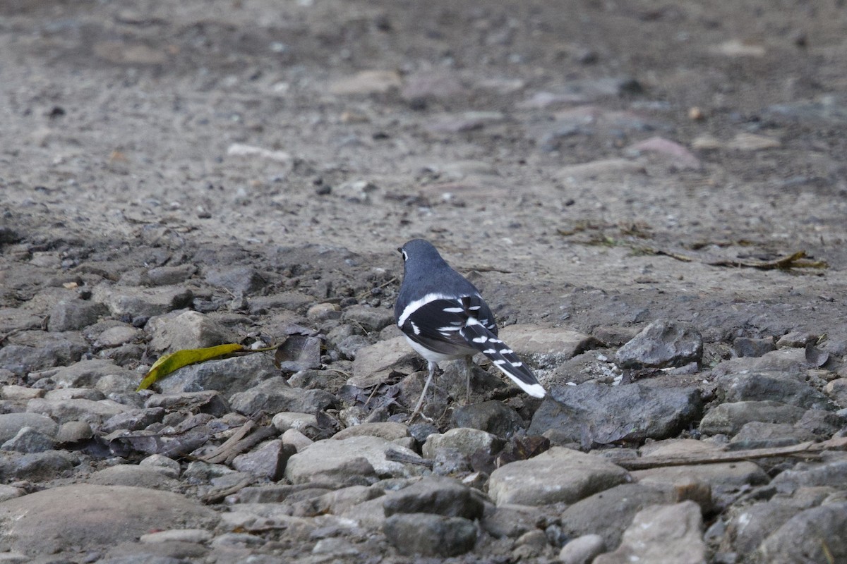 Slaty-backed Forktail - ML647178959