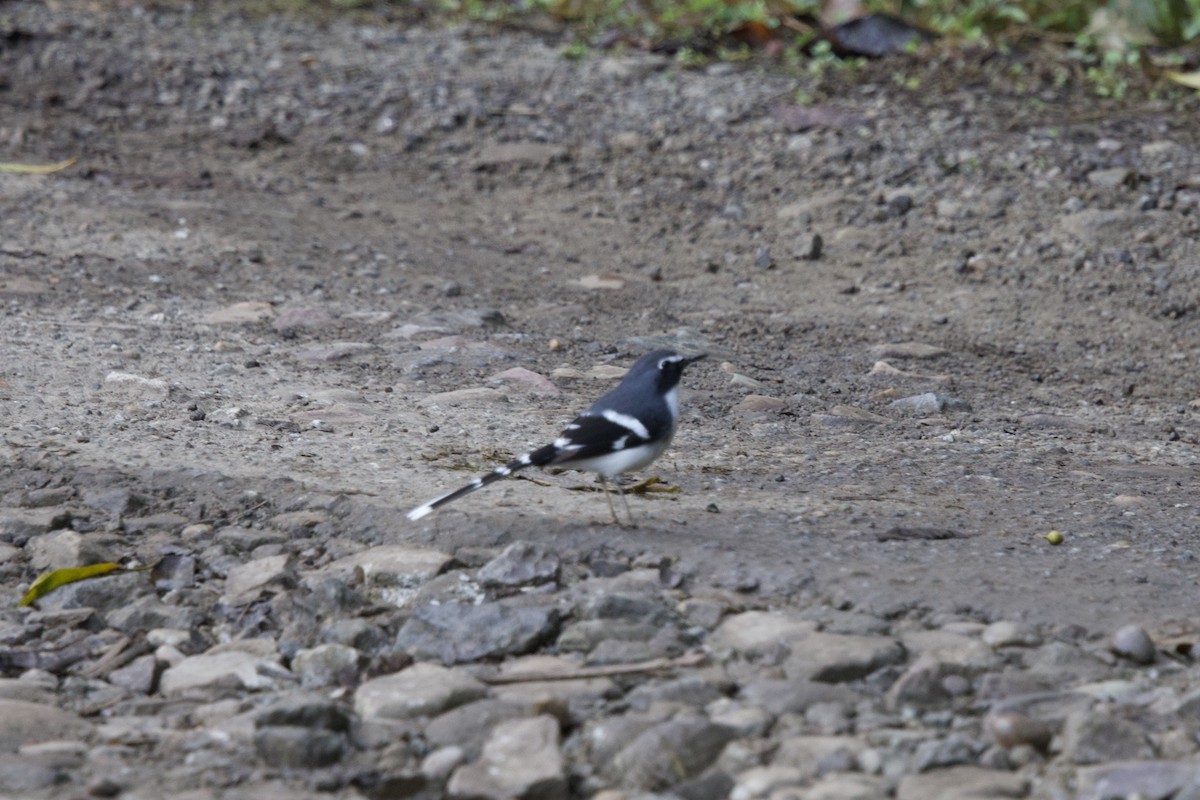 Slaty-backed Forktail - ML647178960