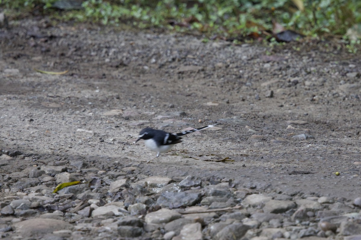 Slaty-backed Forktail - ML647178961