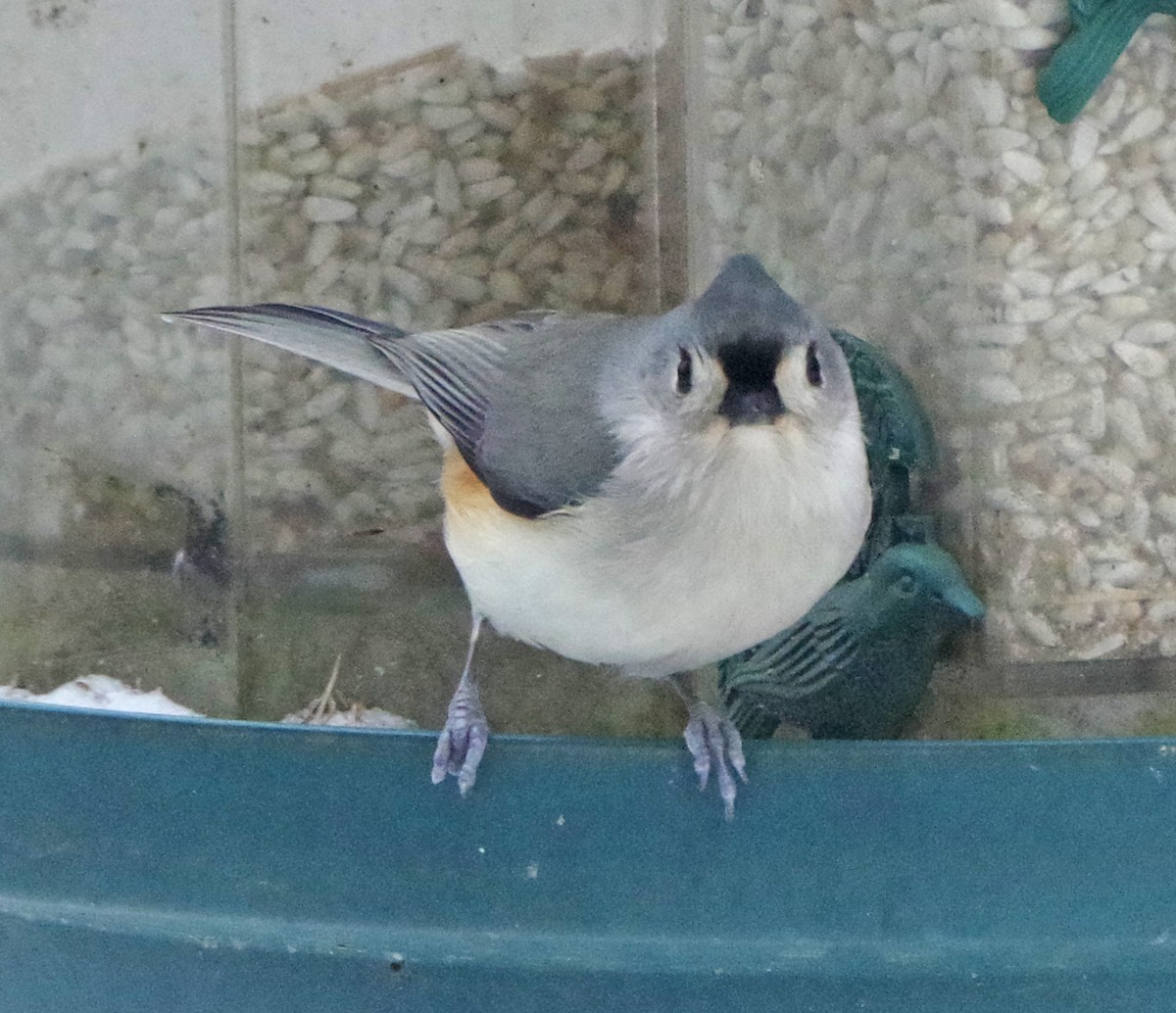 Tufted Titmouse - ML647178963