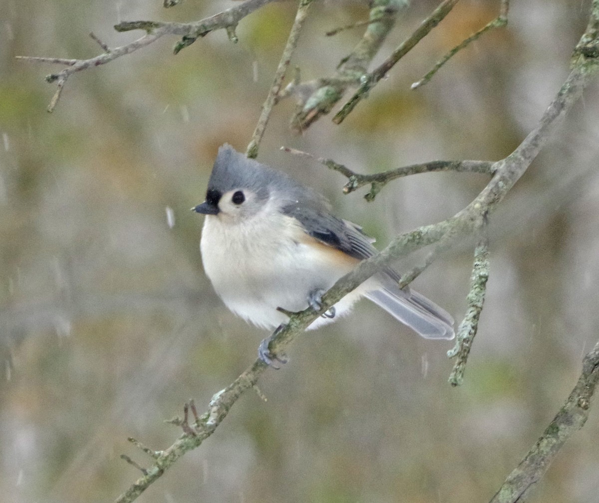 Tufted Titmouse - ML647178964
