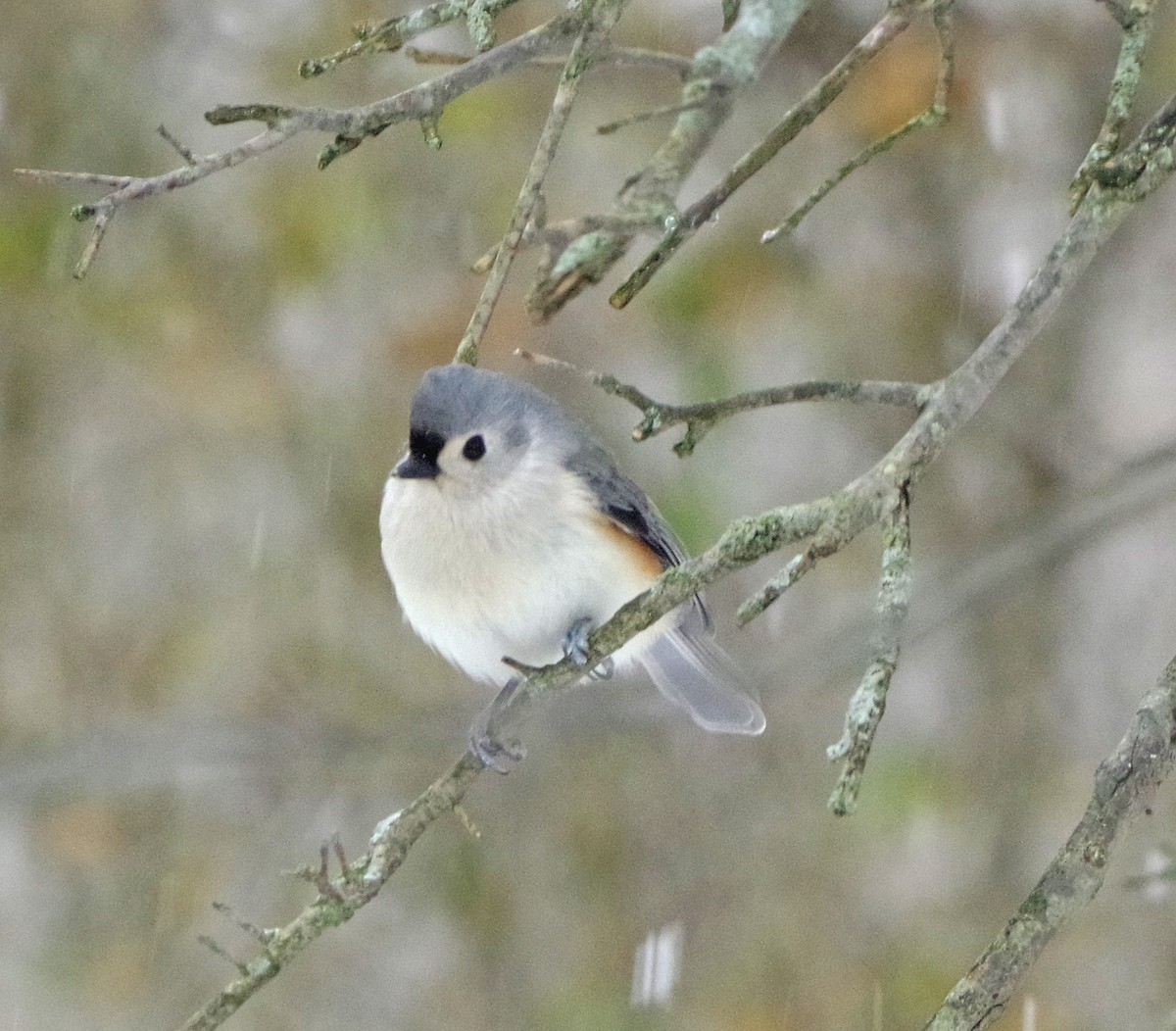 Tufted Titmouse - ML647178965