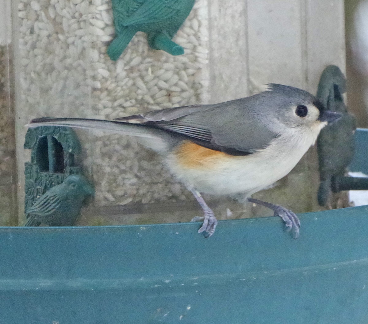 Tufted Titmouse - ML647178966