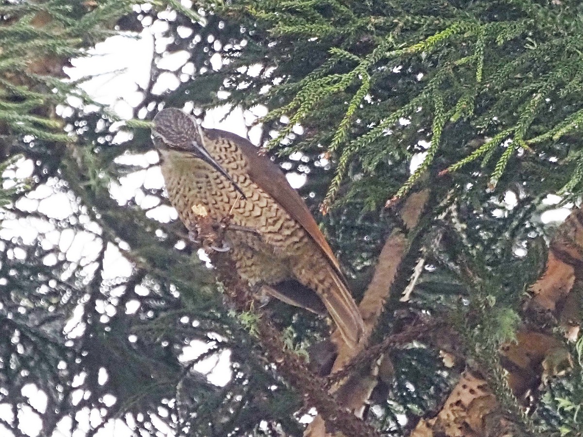 Paradise Riflebird - ML647178967