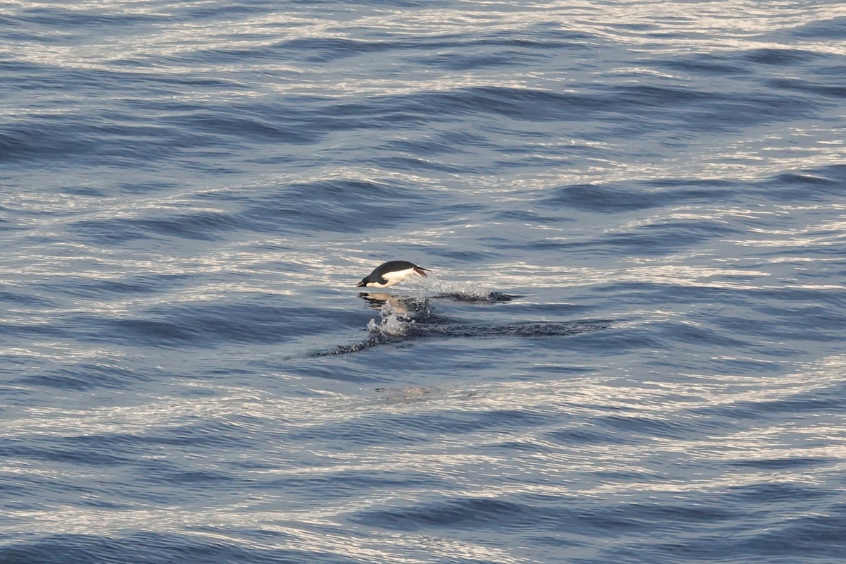 Adelie Penguin - ML647178968