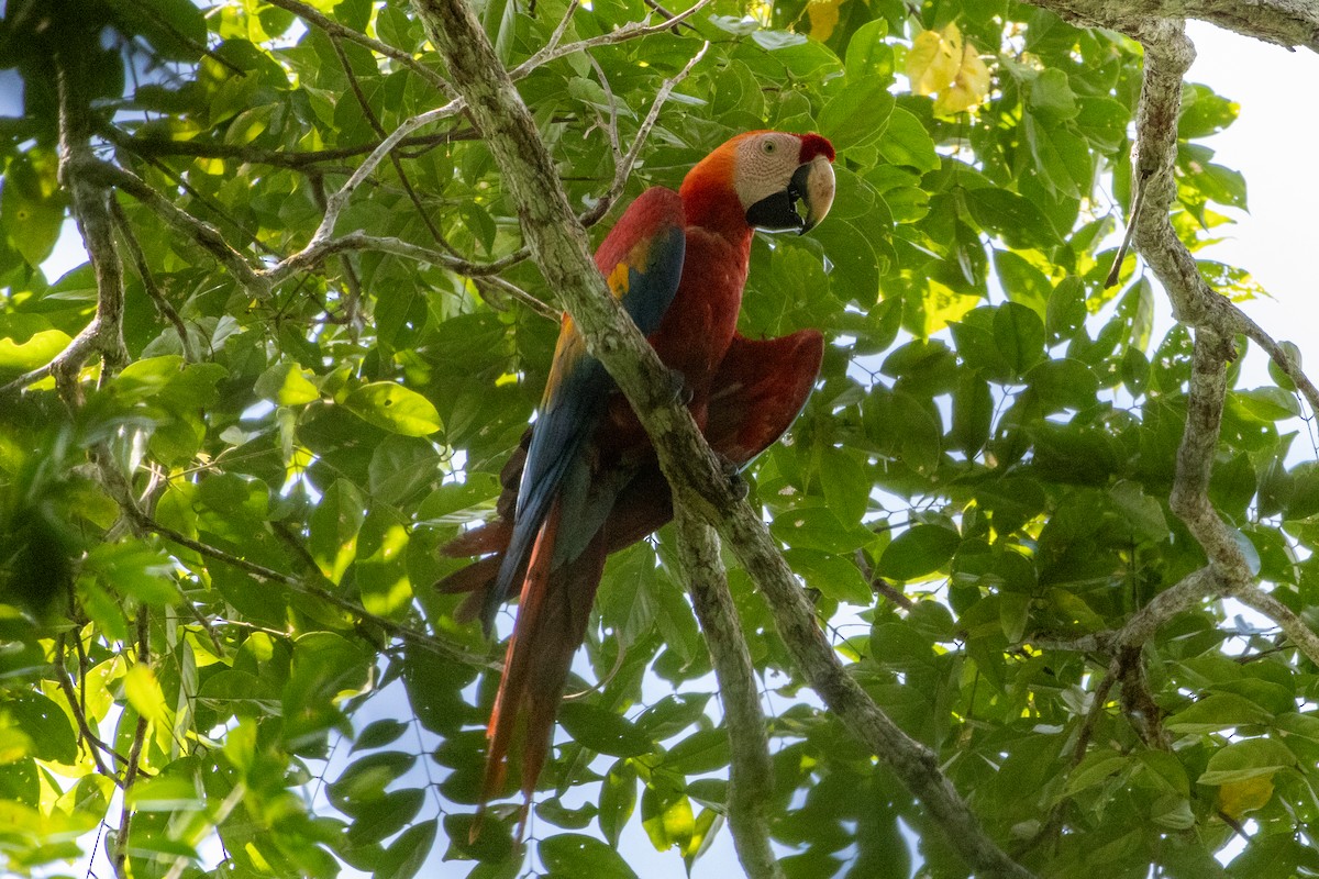 Scarlet Macaw - ML647178969