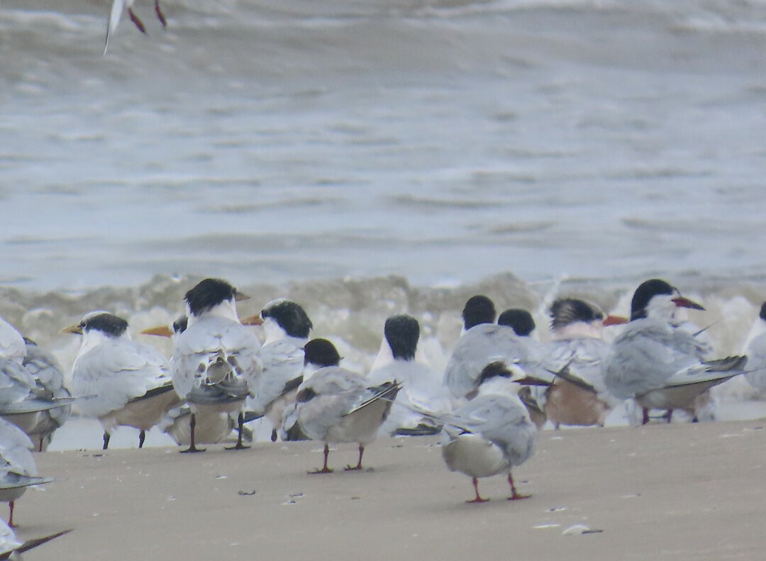 South American Tern - ML647178970