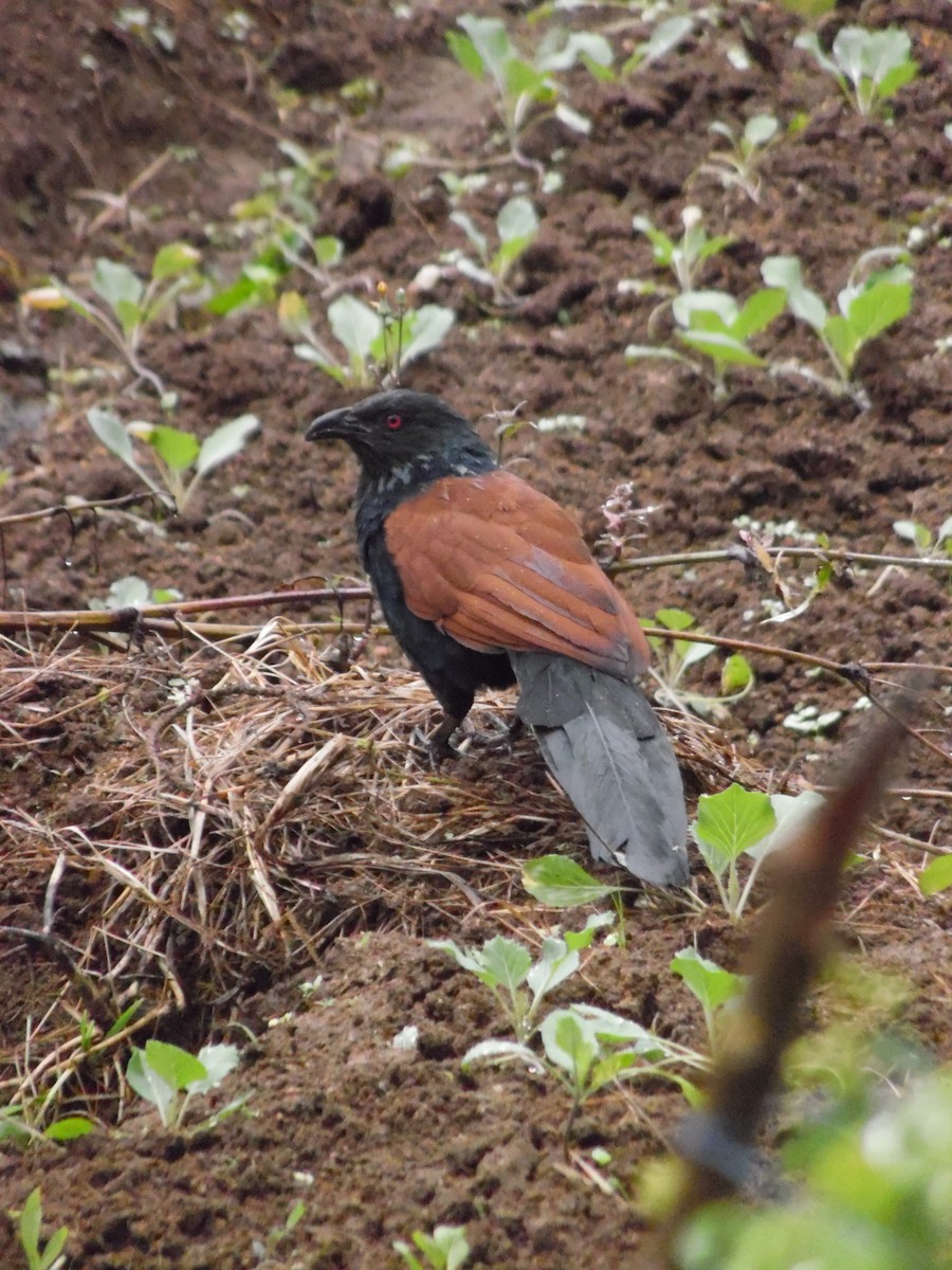 Greater Coucal - ML647178971