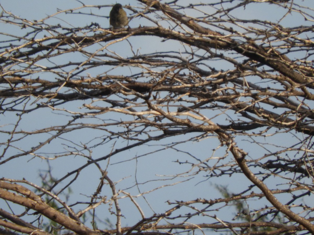 Black-faced Grassquit - ML647178972