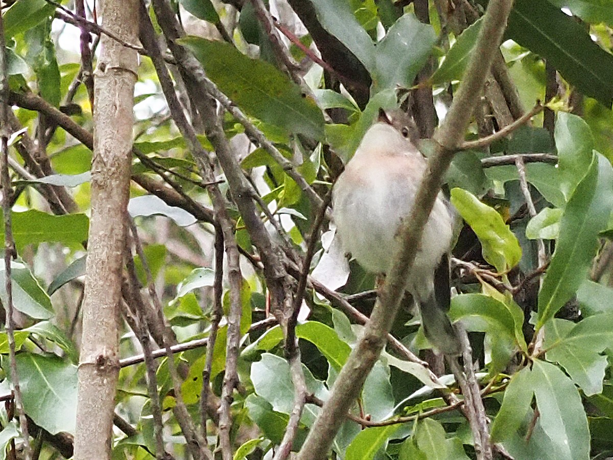 Rose Robin - ML647178973