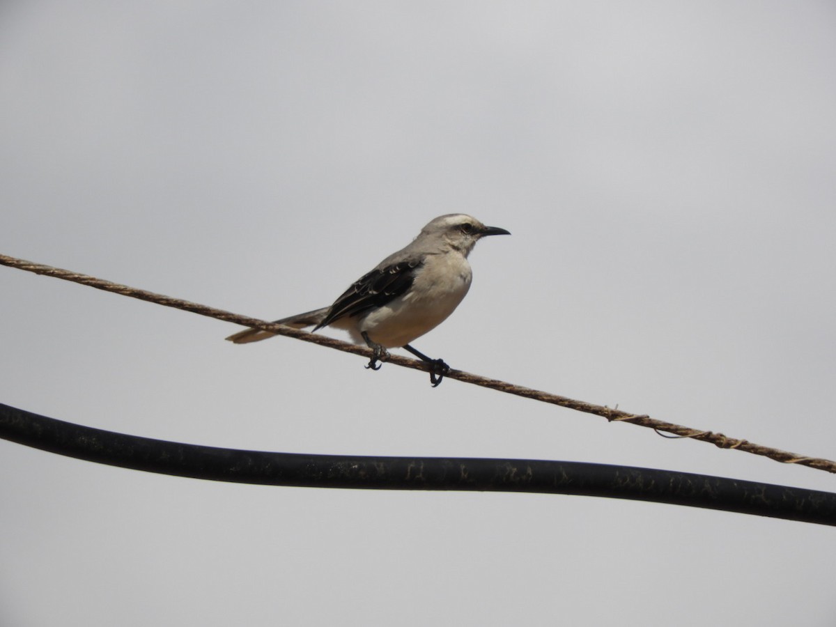 Tropical Mockingbird - ML647178974