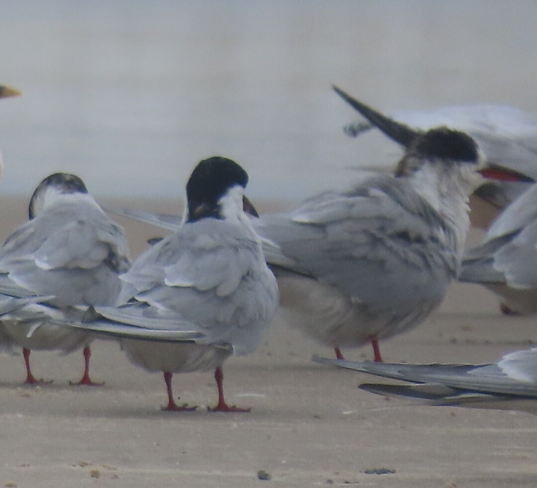 South American Tern - ML647178975