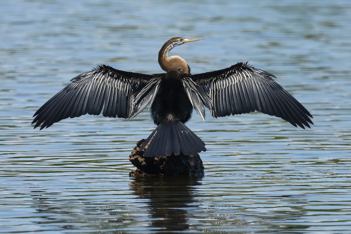 Oriental Darter - ML647178976