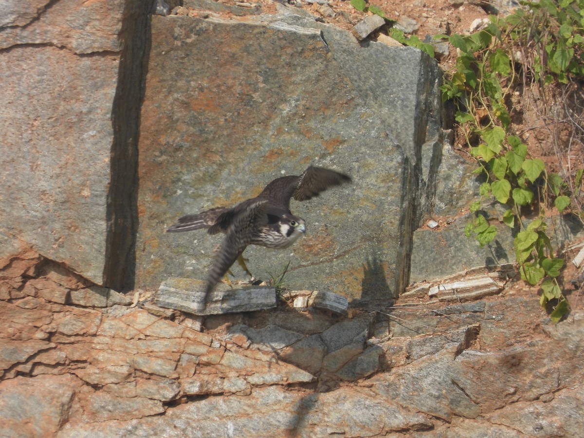 Peregrine Falcon - ML647178977