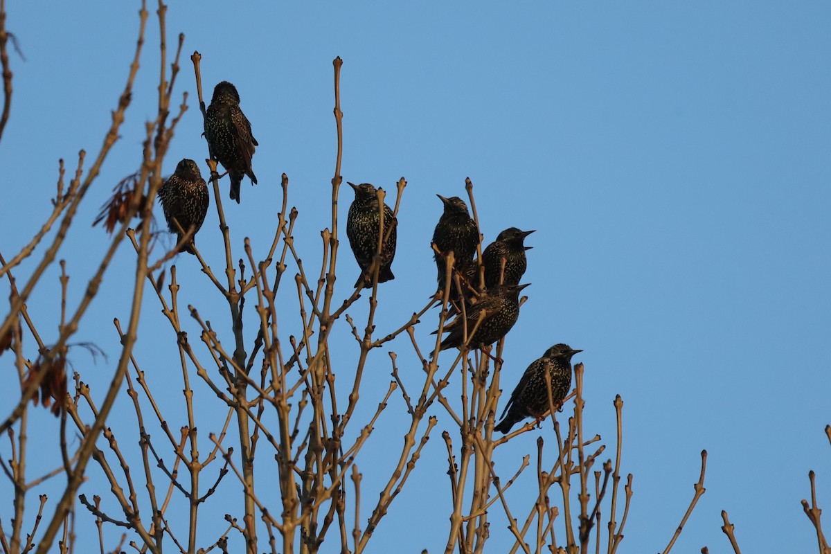 European Starling - ML647178988