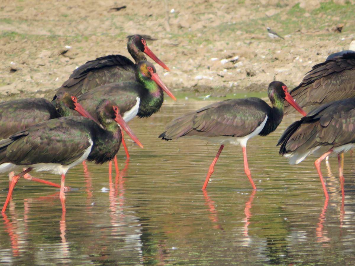 Black Stork - ML647178989