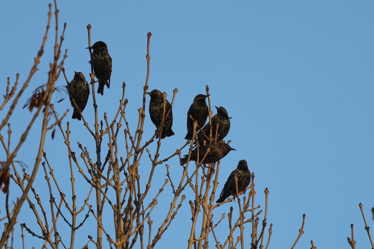 European Starling - ML647178990