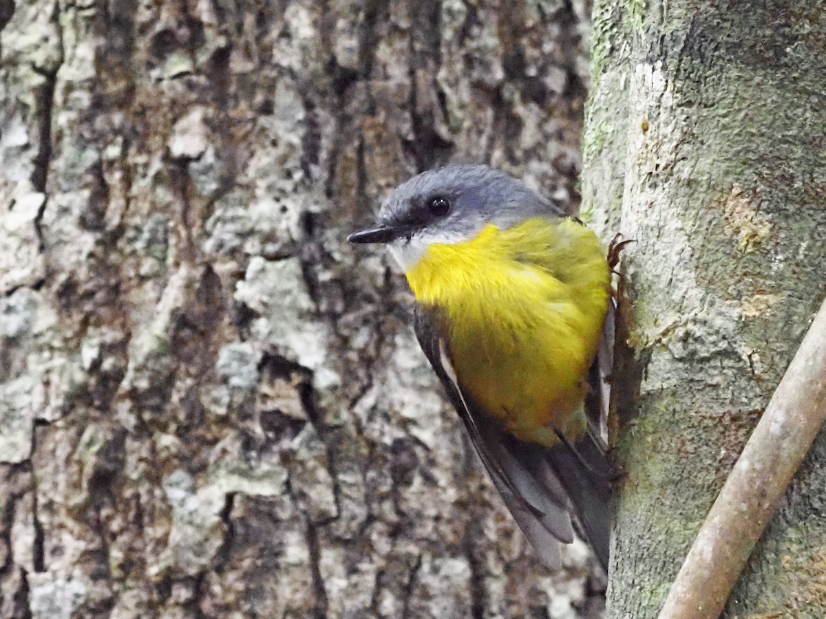 Eastern Yellow Robin - ML647178992