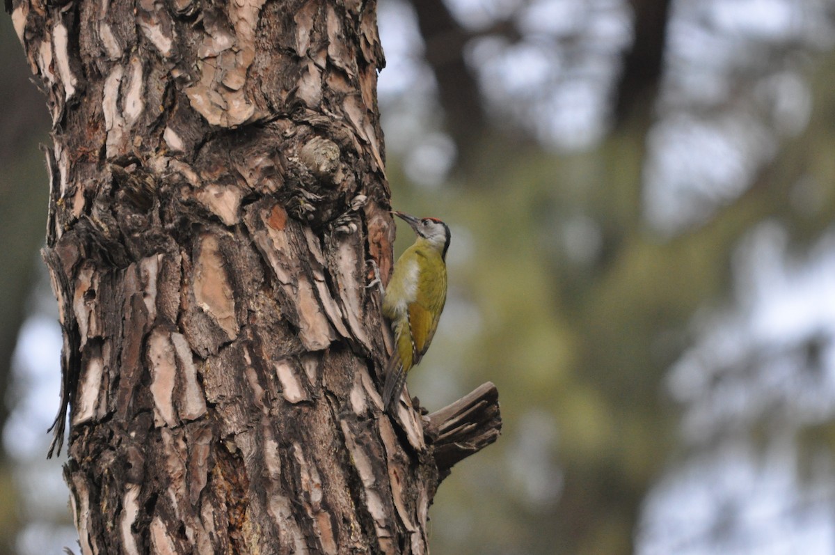 Gray-headed Woodpecker - ML647178995