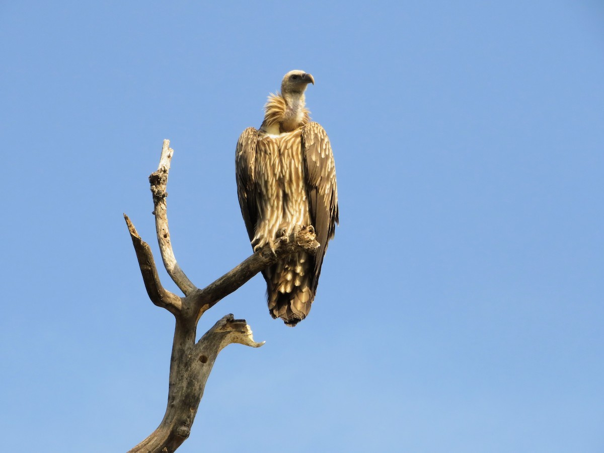 Himalayan Griffon - ML647178996