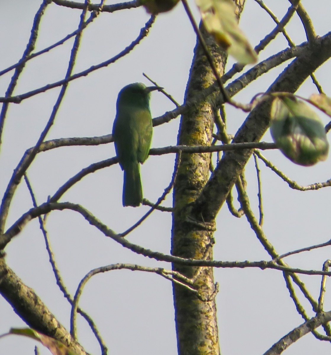 Blue-bearded Bee-eater - ML647178998