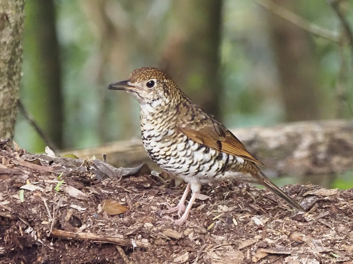 Sedefli Ardıç - ML647179007