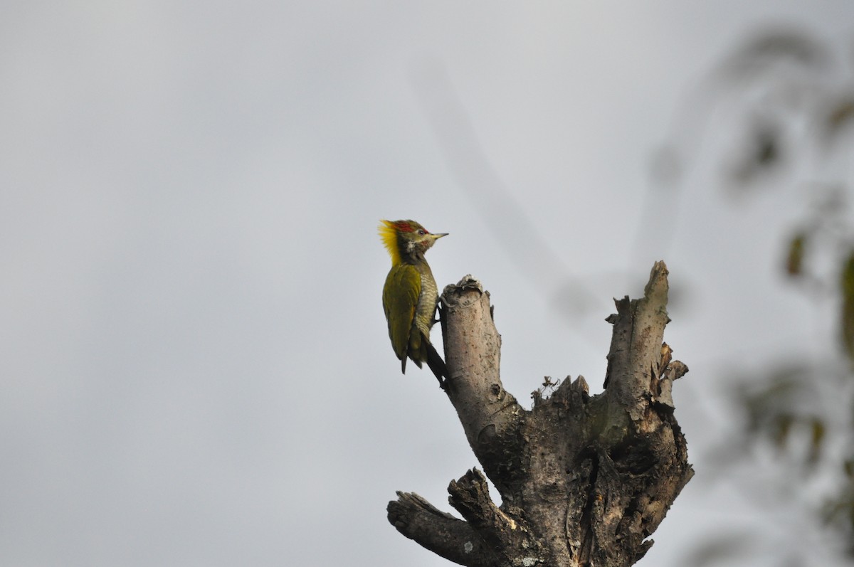 Küçük Sarıense - ML647179008