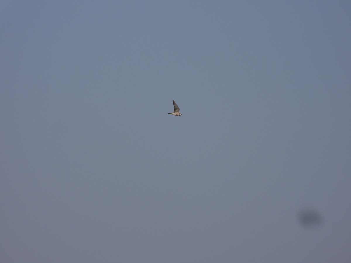 Peregrine Falcon - ML647179009