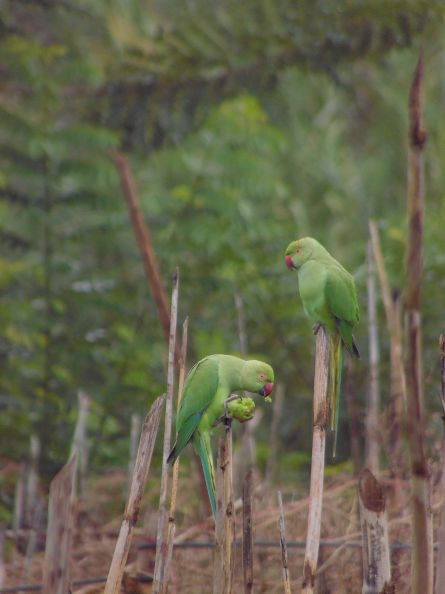 alexandr malý - ML647179015