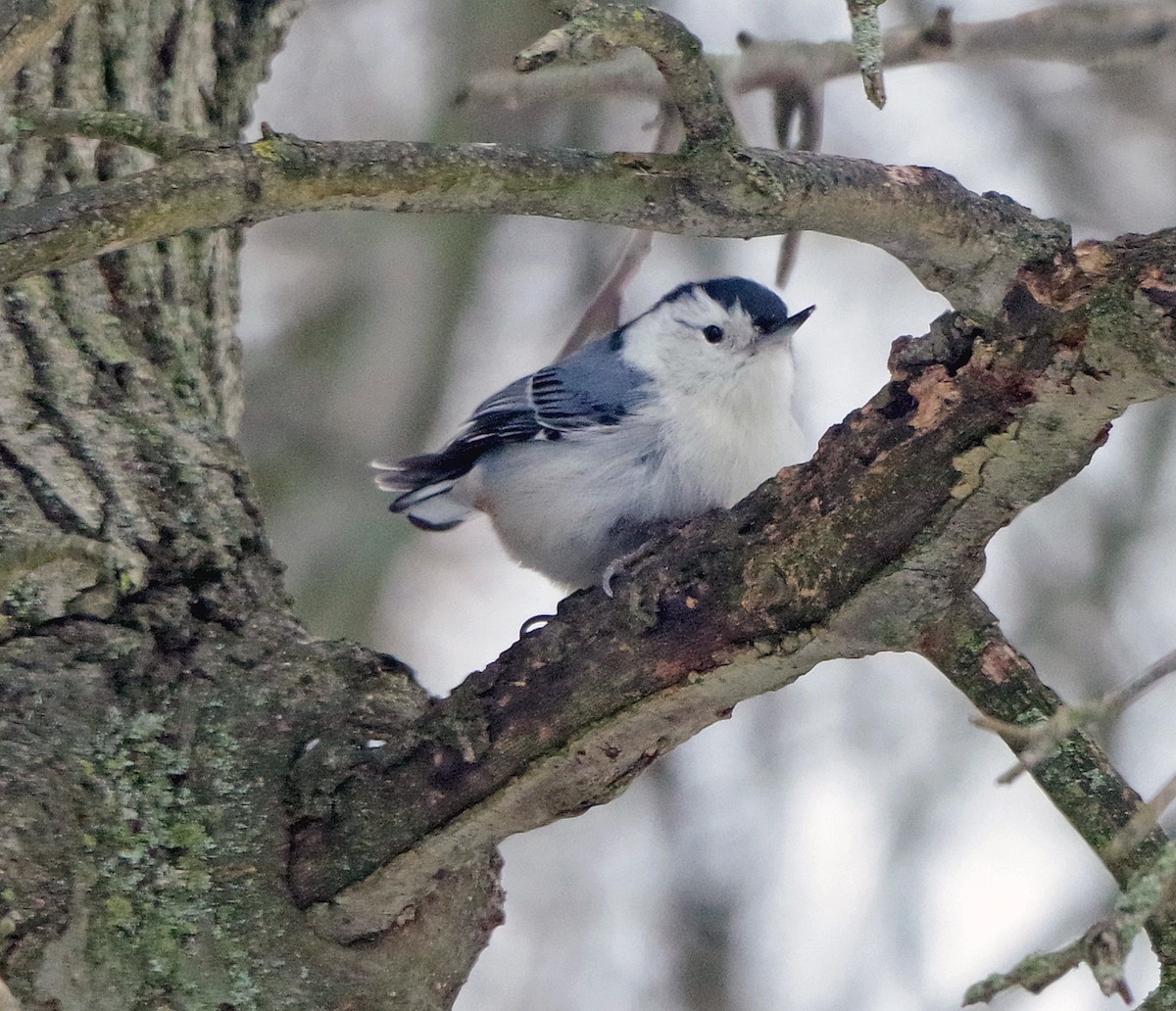 Повзик каролінський (підвид carolinensis) - ML647179022