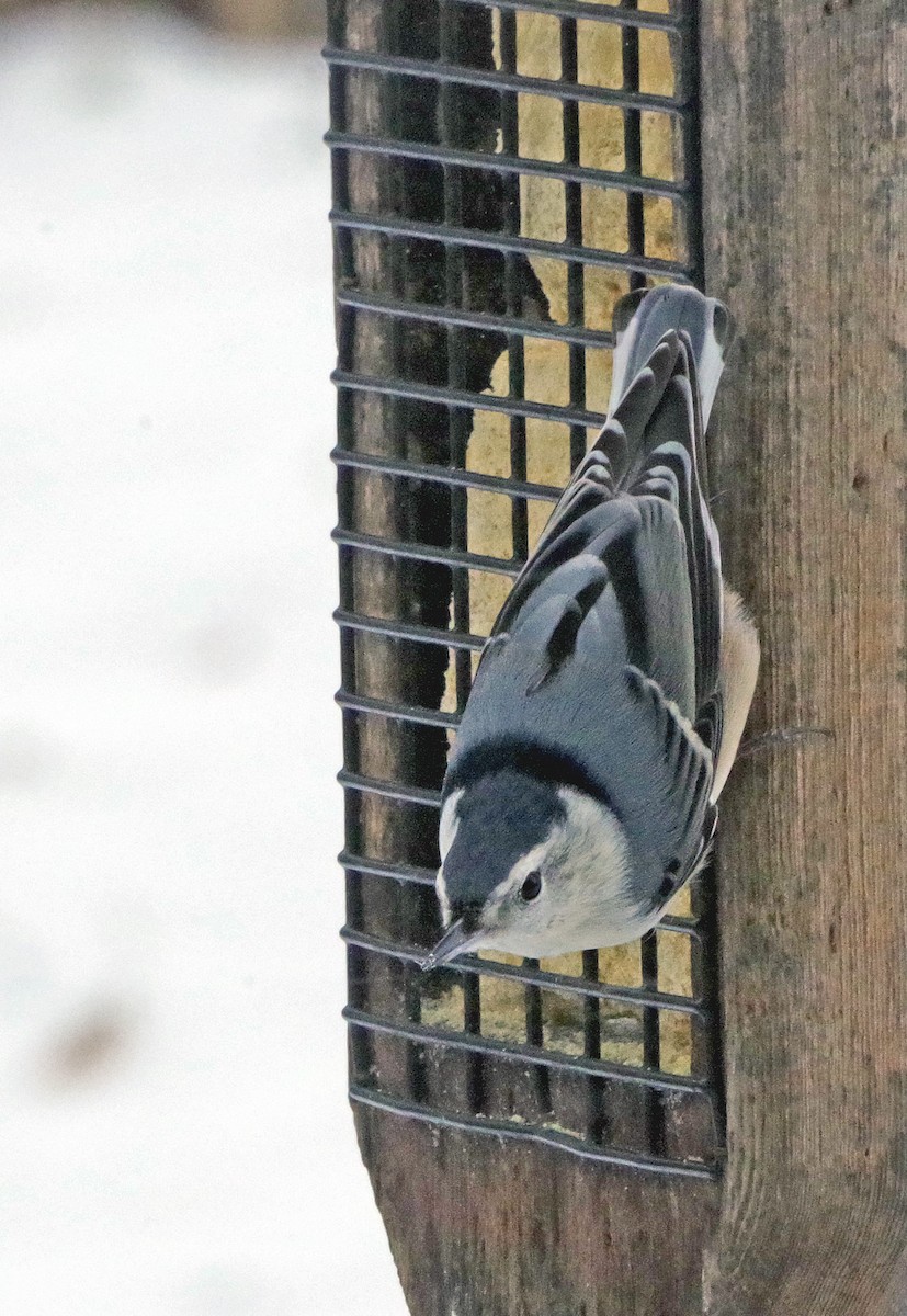 Повзик каролінський (підвид carolinensis) - ML647179023