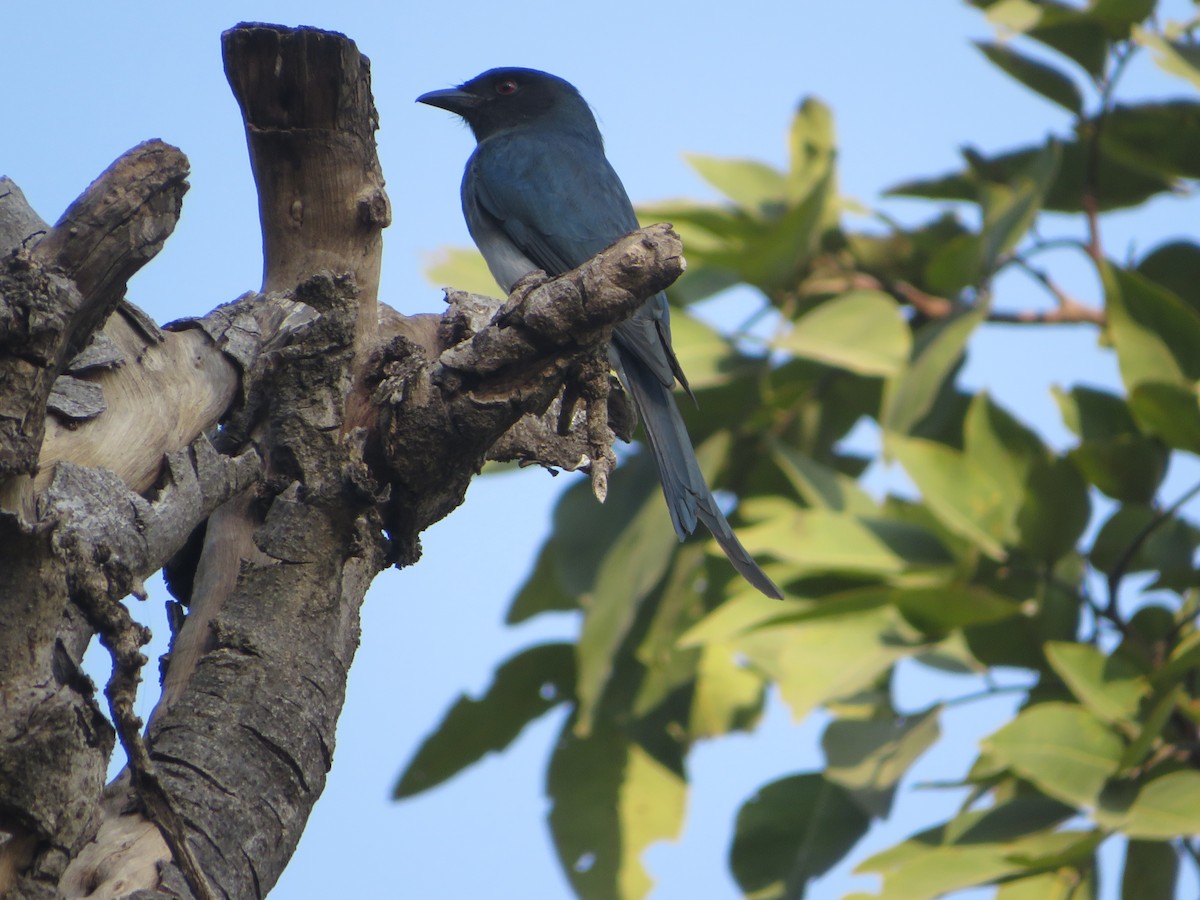 White-bellied Drongo - ML647179025