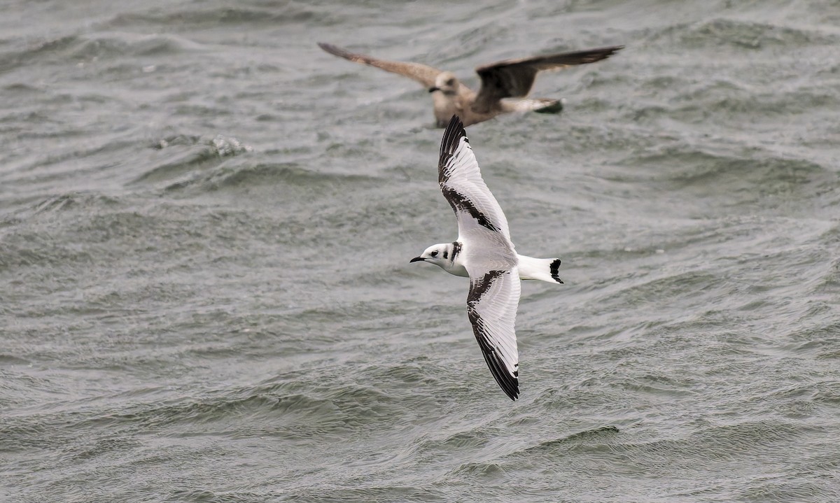 krykkje - ML647179027