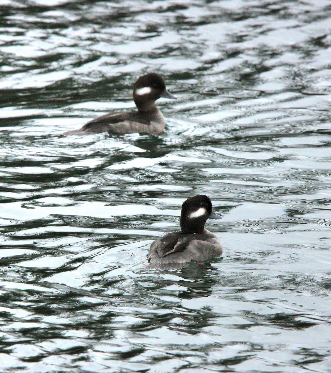 ヒメハジロ - ML647179034