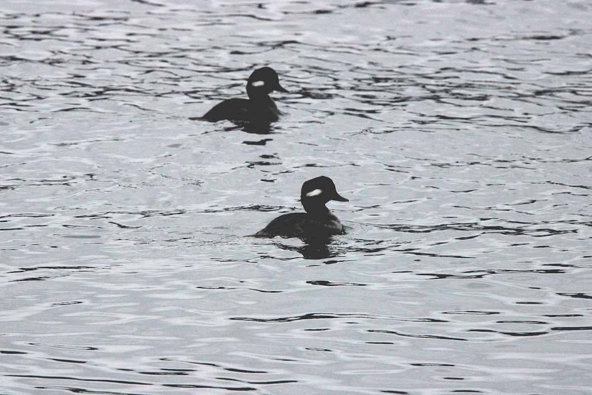 ヒメハジロ - ML647179035