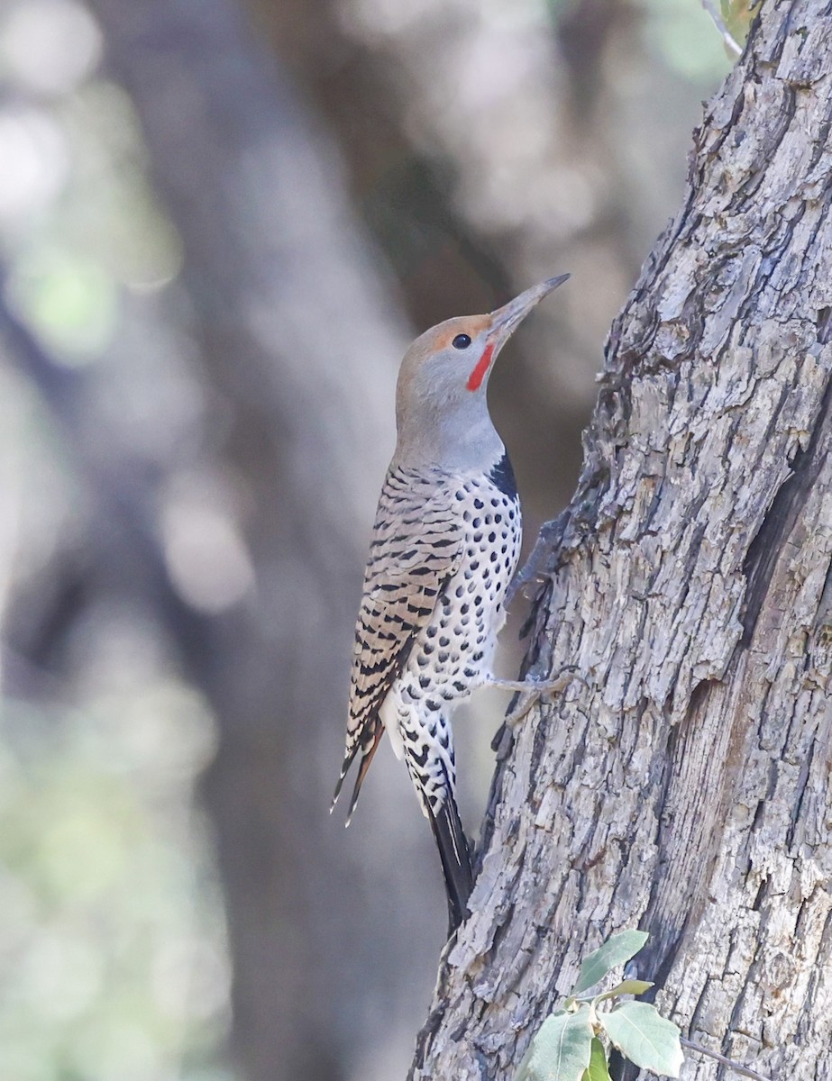 Northern Flicker - ML647179036