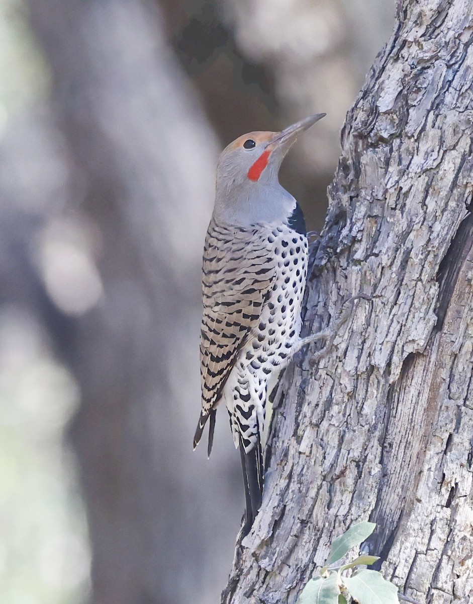 Northern Flicker - ML647179037