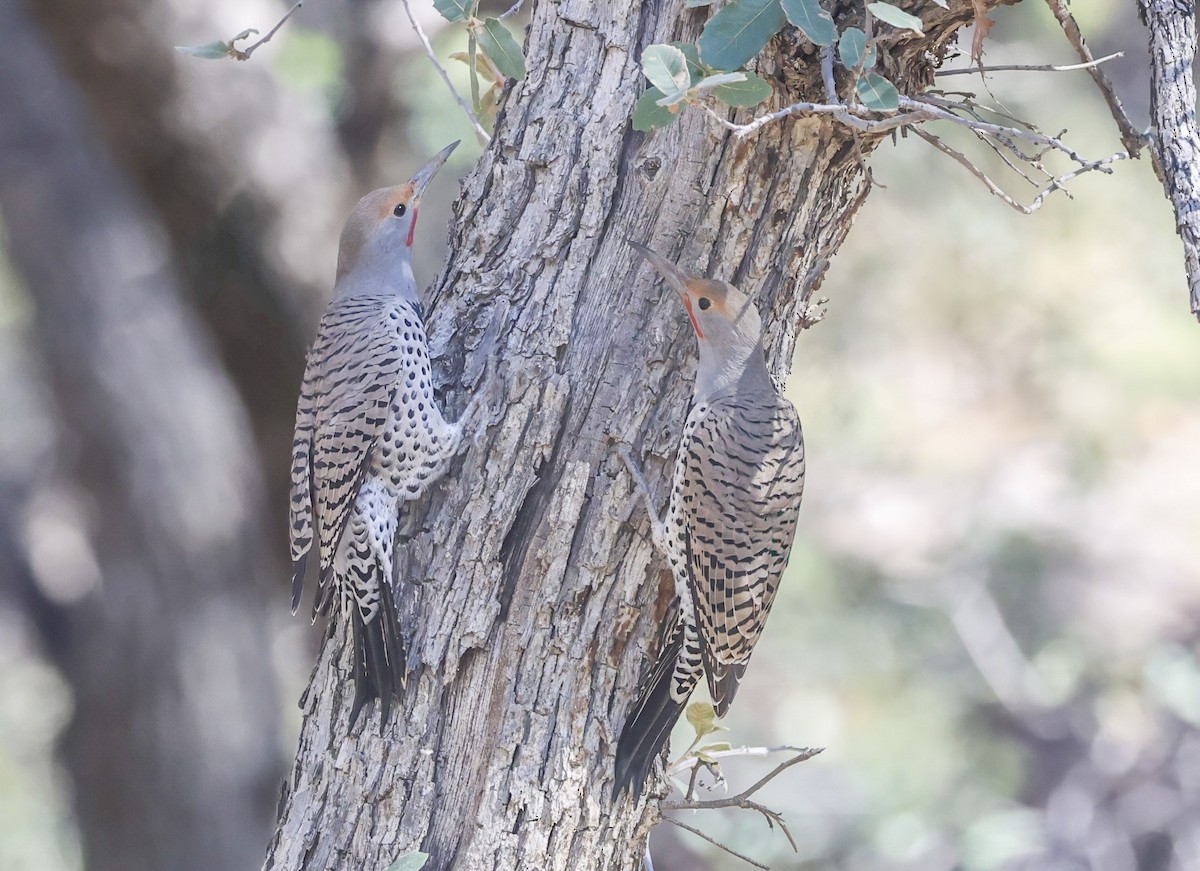 Northern Flicker - ML647179038