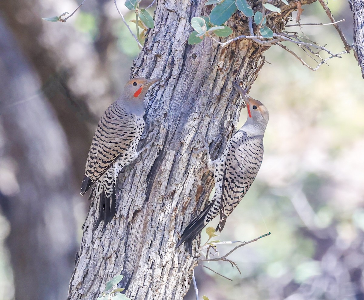 Northern Flicker - ML647179039
