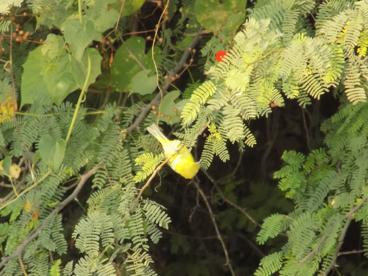 Common Iora - ML647179040