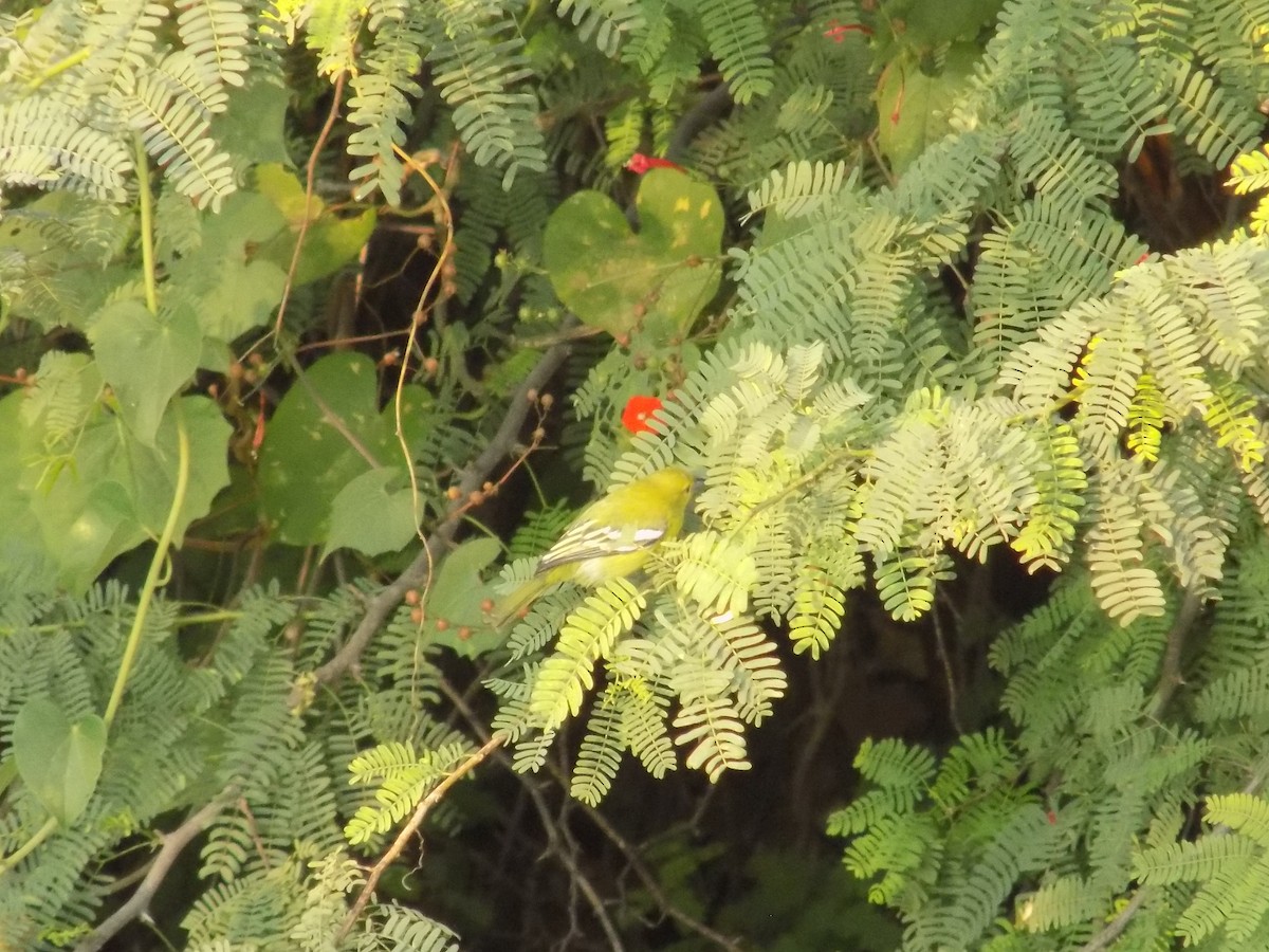 Common Iora - ML647179041