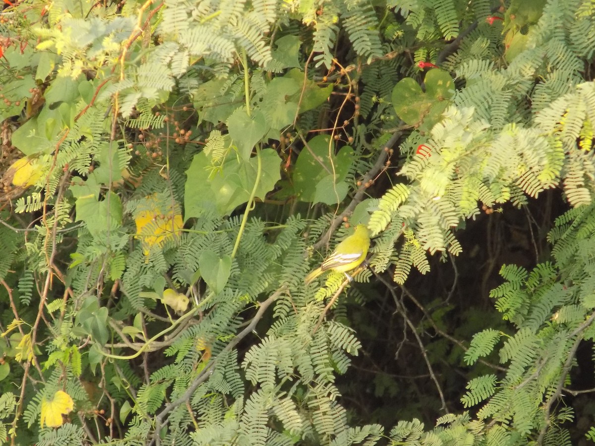 Common Iora - ML647179042