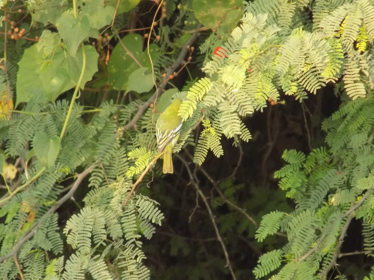 Common Iora - ML647179043