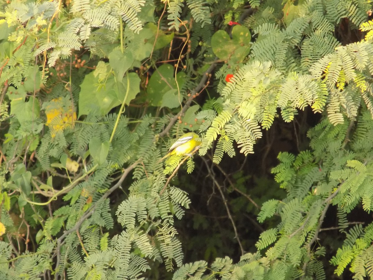 Common Iora - ML647179044