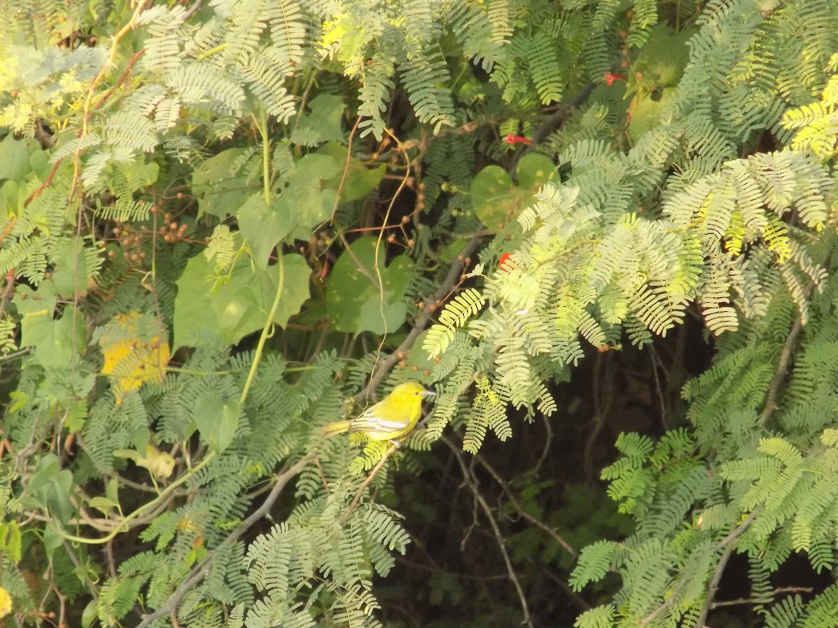 Common Iora - ML647179045