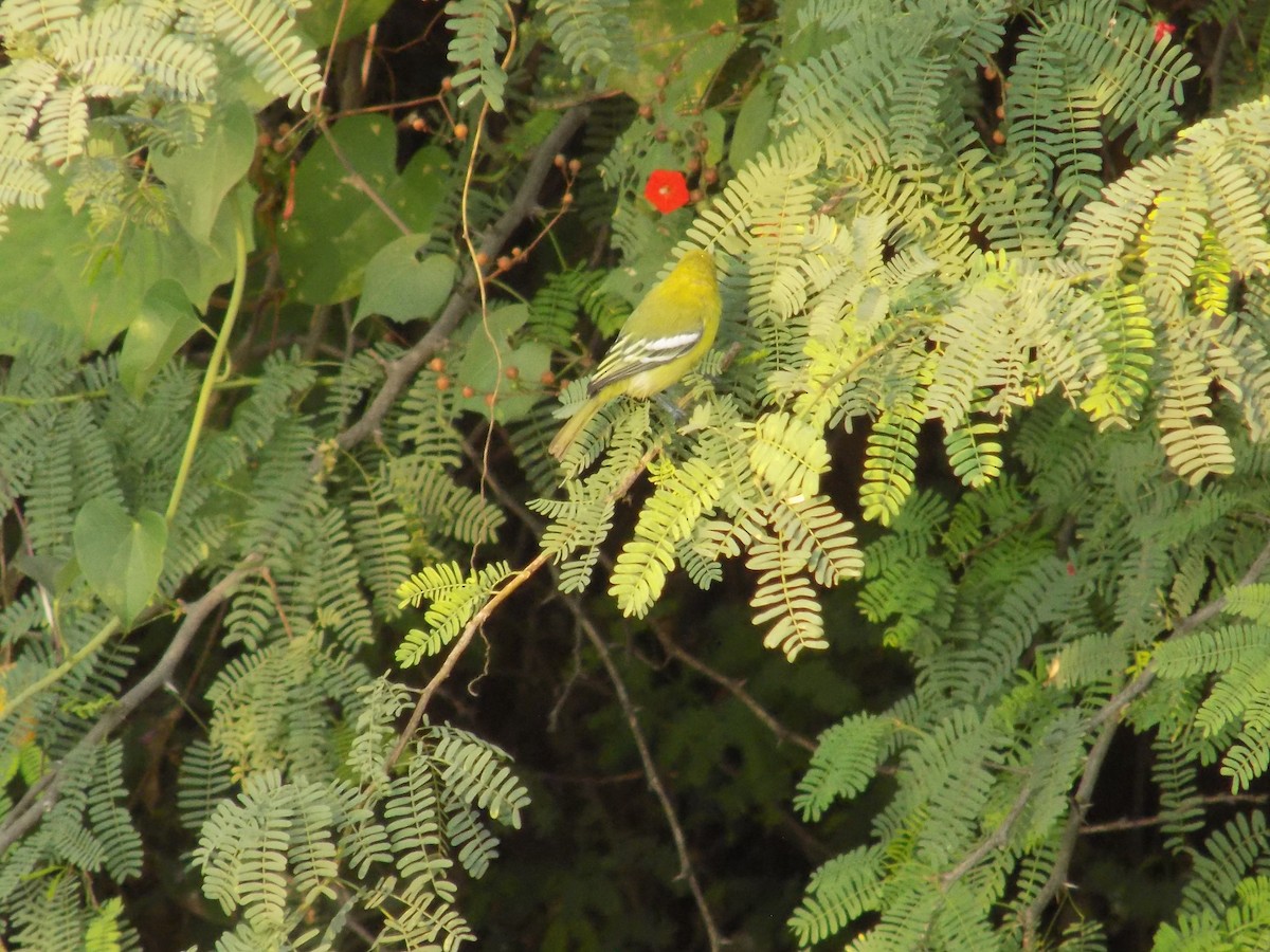 Common Iora - ML647179046