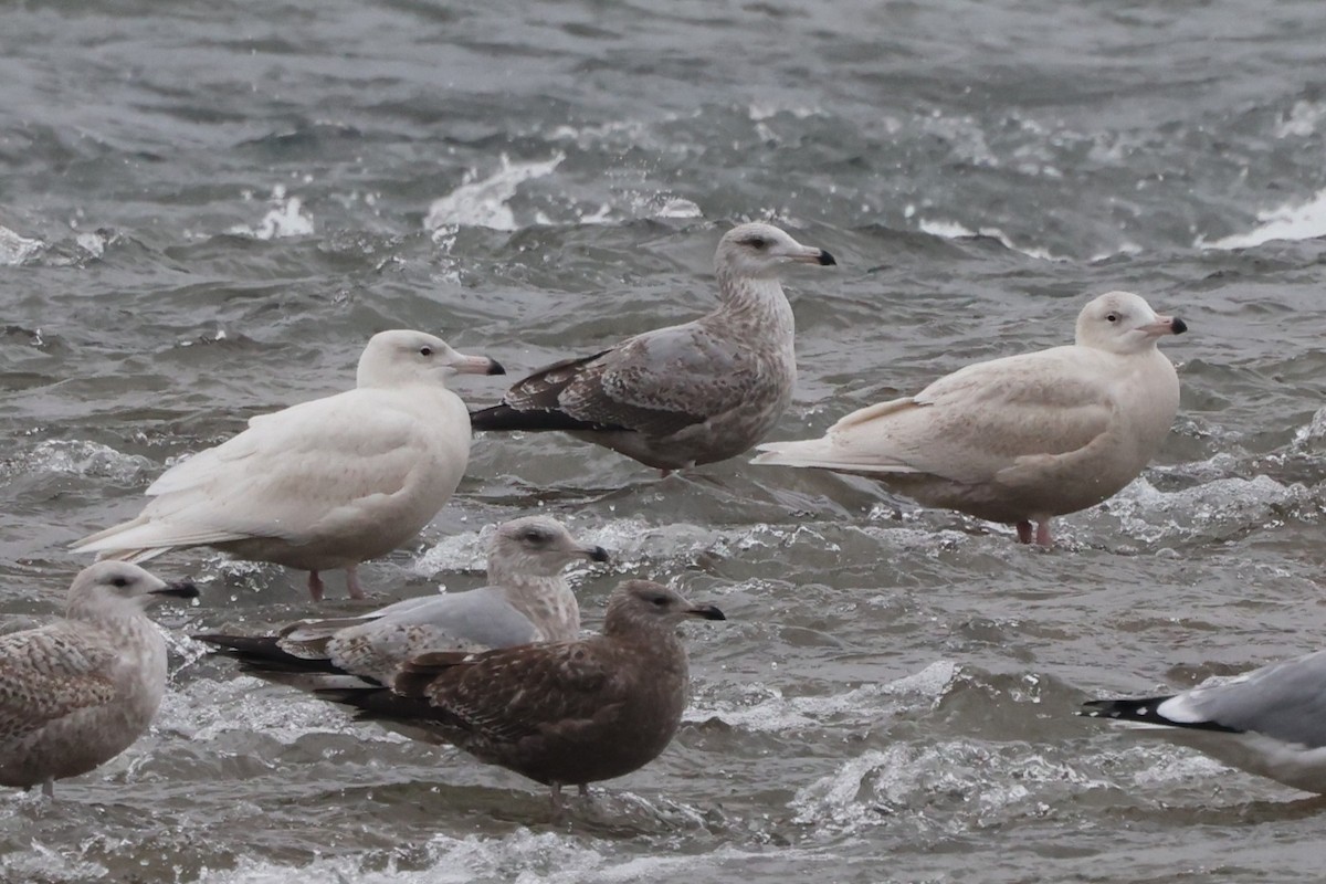 Gavión Hiperbóreo - ML647179047