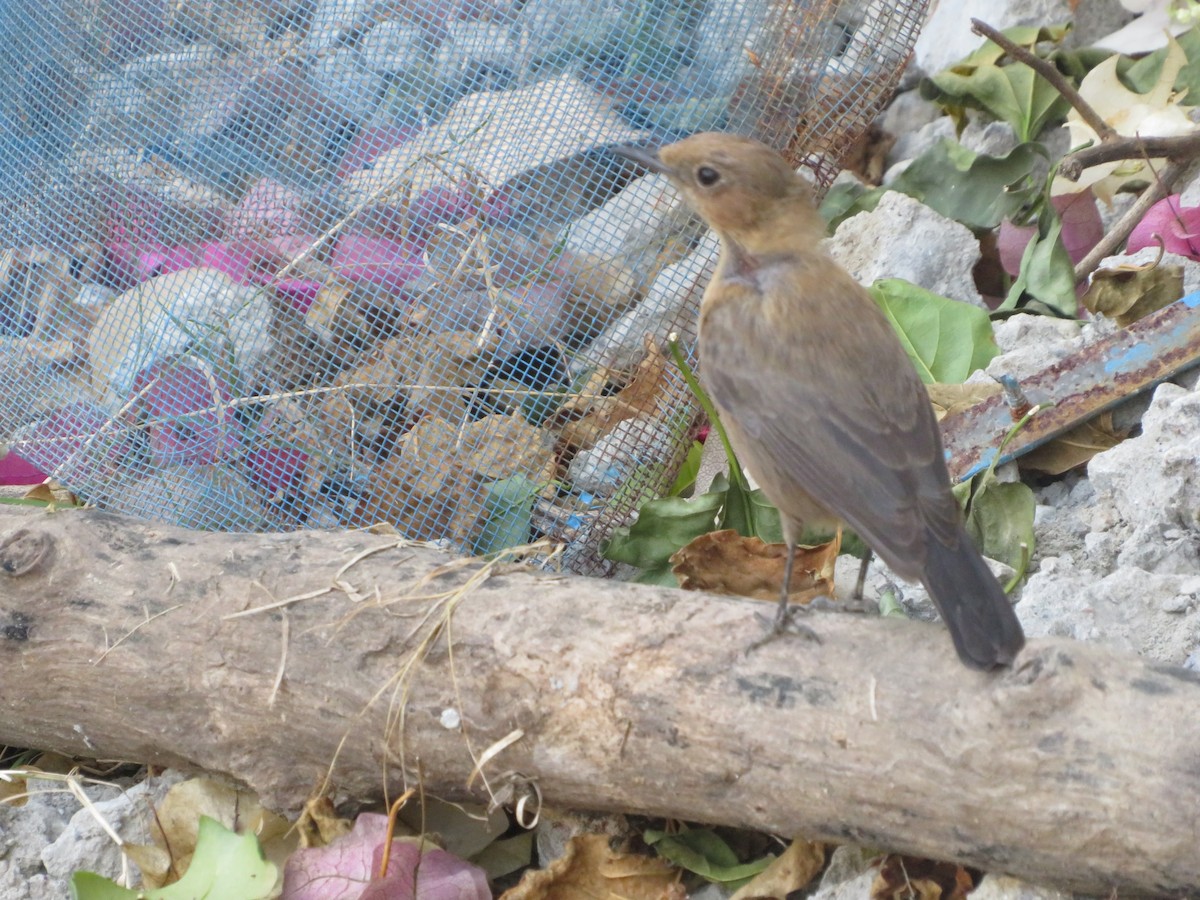 Brown Rock Chat - ML647179050